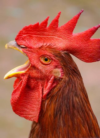 red color rooster screams