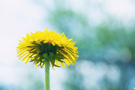 Téléchargez les photos : Fleur de champ jaune. Fleur d'en bas. Fleur de printemps sur le fond du ciel - en image libre de droit