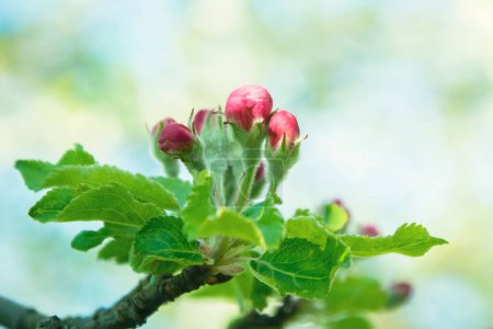 Téléchargez les photos : Floraison rose d'un arbre fruitier. Fleur de printemps sur un arbre. Arbre à fleurs - en image libre de droit