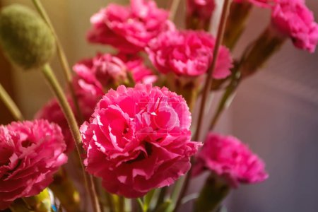 Téléchargez les photos : Délicate fleur rose. Belles fleurs colorées. Fleurs printanières des champs. Fleurs sous le soleil - en image libre de droit