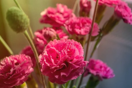 Téléchargez les photos : Belle fleur de printemps dans le champ. Délicate fleur rose. Fleurs colorées - en image libre de droit