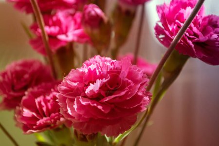 Téléchargez les photos : Belles fleurs colorées. Fleurs printanières des champs. Fleurs sous les rayons du soleil - en image libre de droit