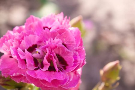 Téléchargez les photos : Fleur de printemps sur la prairie. Oeillet rose. Une plante douce - en image libre de droit