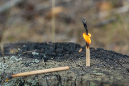 Photo for A burning match in a tree. Fire danger in the forest - Royalty Free Image