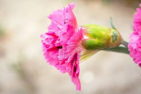 Téléchargez les photos : Fleurs d'oeillet dans le jardin. Fleur rose de près. Une belle fleur - en image libre de droit