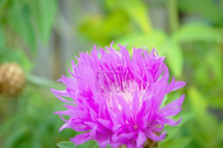Foto de Hermosa flor de verano de cerca. Delicada flor rosa en el prado. Flor rosa - Imagen libre de derechos