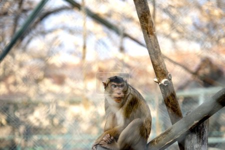 Photo for Close up view of monkey in a zoo sits on wood chips - Royalty Free Image