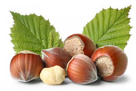 Hazelnuts-filberts in shell, whole with leaves isolated on white background