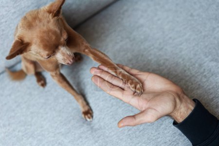 Foto de Little dog Toy Terrier giving his paw to owner. - Imagen libre de derechos