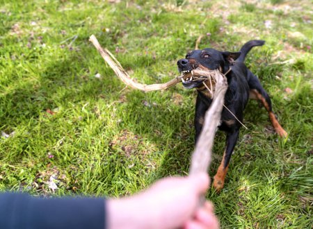 Photo for Dog playing with wooden stick aggressively. - Royalty Free Image
