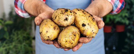 Photo for Organic potatoes in hands of farmer close-up. Vegetable farming. - Royalty Free Image