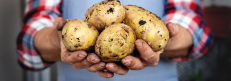 Photo for Ripe organic potatoes in hands of farmer, Close-up Yukon Gold Potatoes. - Royalty Free Image