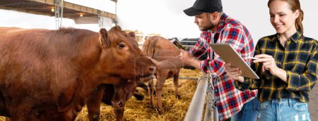 Téléchargez les photos : Quelques agriculteurs travaillant dans l'élevage, vérifier la santé des animaux à l'aide d'une tablette numérique et de la technologie intelligente sans fil. - en image libre de droit