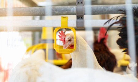 Foto de Decalb gallina blanca agua potable del dispensador en la granja avícola de producción de huevos. - Imagen libre de derechos