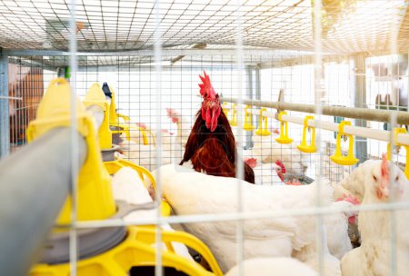Coq brun ISA et poules blanches Dekalb dans une cage mobile dans une exploitation avicole de production d'?ufs. 