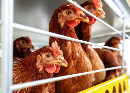 Foto de cerca de alta calidad de gallinas marrones Iso en granja avícola. Granja de producción de huevos. Gallinas ponedoras.