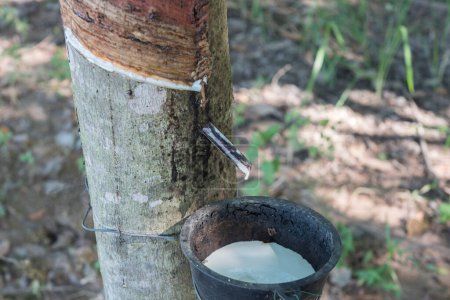 Rubber tree producing latex on plantation