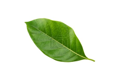 Photo for Green leaves isolated on white background. Clipping path - Royalty Free Image