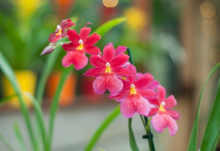 Foto de Rosa y rojo cambria híbrido orquídea con enfoque selectivo, flor de orquídea en The Orchideen Hoeve Países Bajos. Foto de alta calidad - Imagen libre de derechos