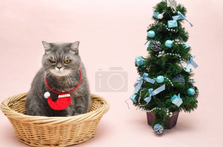 Photo for A gray sad british cat in a santa costume sits in a basket near the christmas tree, High quality photo - Royalty Free Image