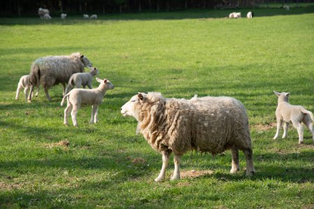 Téléchargez les photos : Moutons blancs avec des agneaux paissent sur une pelouse verte sur un fourrage naturel pour tondre la laine. Photo de haute qualité - en image libre de droit