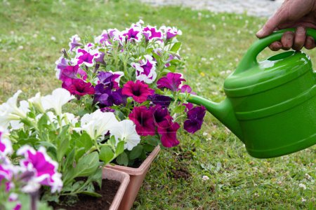 Foto de Gardener transplants seedlings of petunias in a hanging pot to the window. High quality photo - Imagen libre de derechos