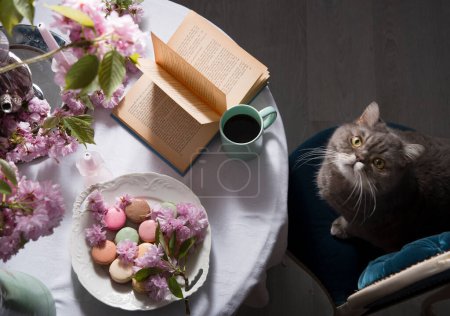 Foto de Fluffy british gray cat sitting at the table drinking coffee and reading a book against the backdrop of pink sakura flowers, As,Belgium, May 5, 2021, High quality photo - Imagen libre de derechos