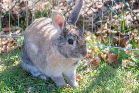 Foto de Cute brown rabbit walks in the garden on the green grass behind the wire fence. High quality photo - Imagen libre de derechos