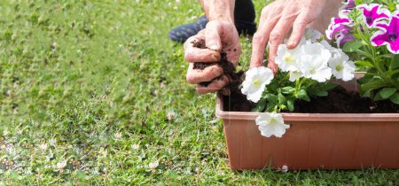 Téléchargez les photos : Jardinier transplante des plants de pétunias dans un pot suspendu à la fenêtre. Photo de haute qualité - en image libre de droit