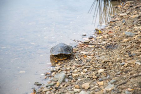 Foto de Retrato de tortuga estanque de agua dulce con rayas amarillas y concha marrón, en las rocas cerca del estanque, mascota exótica, foto de alta calidad - Imagen libre de derechos