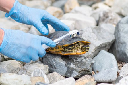 Photo for A veterinarian in blue medical gloves cleans the shell of a pond turtle from dirt hygiene and pet care, High quality photo - Royalty Free Image