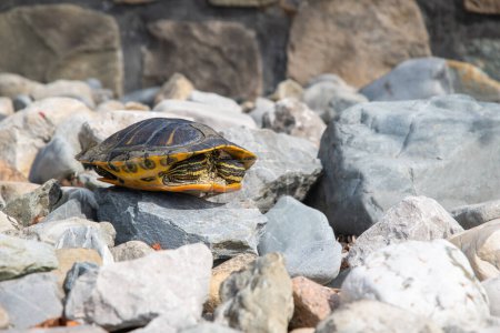 Foto de Retrato de tortuga estanque de agua dulce con rayas amarillas y concha marrón, en las rocas cerca del estanque, mascota exótica, foto de alta calidad - Imagen libre de derechos