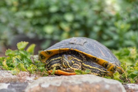 Foto de Retrato de tortuga estanque de agua dulce con rayas amarillas y concha marrón, entre la hierba verde cerca del estanque, mascota exótica, foto de alta calidad - Imagen libre de derechos