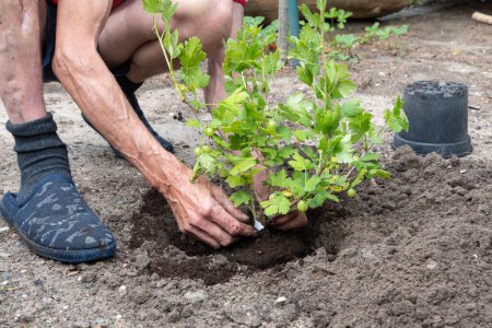 Téléchargez les photos : Un homme a planté une groseille à maquereau dans son jardin, travail saisonnier de printemps, jardinier travaillant sans gants, photo de haute qualité - en image libre de droit
