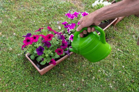 Foto de Gardener watering transplanted petunias from watering can seasonal garden landscaping work in the garden, High quality photo - Imagen libre de derechos