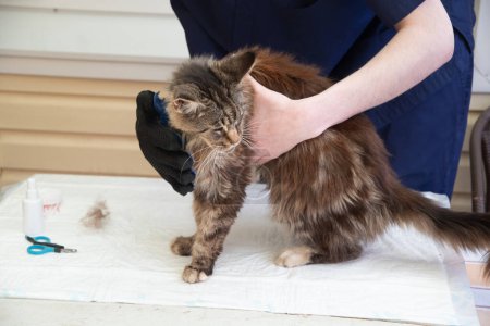 veterinarian brushed Maine Coon cat with a gloved brush, gentle regular combing during seasonal shedding, prevention of tangles, High quality photo