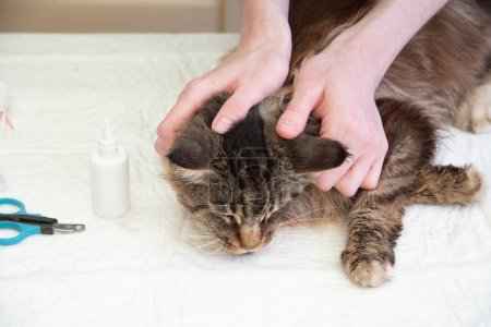 A young male veterinarian examines a Maine Coon cat, feels the lymph nodes behind the ears with his hands,Prevention of diseases in purebred pets, High quality photo