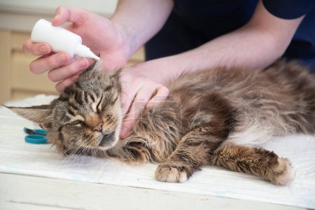 Joven veterinario masculino pone gotas contra los ácaros de los oídos en las orejas de un gato Maine Coon, Prevención de enfermedades en mascotas de raza pura, Foto de alta calidad