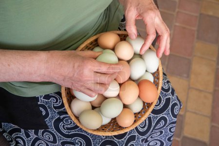 Mujer mayor clasifica los huevos fertilizados en una cesta para su posterior incubación en una incubadora, huevos de pollo orgánicos de diferentes colores recogidos en un gallinero, Foto de alta calidad
