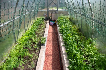 Tomatensetzlinge und frischer Spinat, angebaut in einem Polycarbonat-Gewächshaus auf organischem Boden in einem kleinen Haushalt, Foto in hoher Qualität