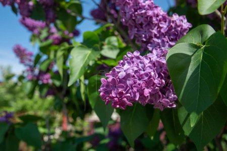 Téléchargez les photos : Branche de lilas violet sur fond de ciel bleu et clair, buissons ornementaux fleurissant au début du printemps, concept de carte de vœux, photo de haute qualité - en image libre de droit