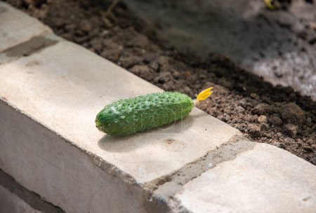 Erste Ernte einer grünen Gurke, die im Frühjahr in einem Polycarbonat-Gewächshaus angebaut wird, Bio-Gemüse während einer Nahrungsmittelkrise, hochwertiges Foto, hochwertiges Foto