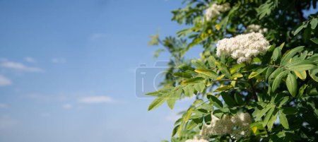 zarte weiße Ebereschenblüten im zeitigen Frühling auf einem Baum, Zutat für alternative Volksmedizin, natürlicher floraler Hintergrund, hochwertiges Foto