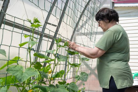 Ältere Gärtnerin pflegt junge Gurkentriebe im Polycarbonat-Gewächshaus, Frühjahrsgartenarbeit, Anbau von Bio-Gemüse während einer Nahrungsmittelkrise, Hochwertiges Foto