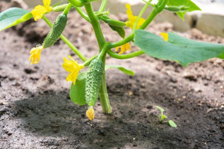 Erste Ernte einer grünen Gurke, die im Frühjahr in einem Polycarbonat-Gewächshaus angebaut wird, Bio-Gemüse während einer Nahrungsmittelkrise, hochwertiges Foto, hochwertiges Foto