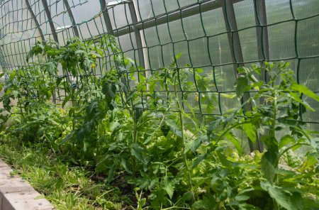 plántulas de tomate jóvenes y saludables en un invernadero de policarbonato para obtener una gran cosecha, trabajo estacional de primavera en el jardín, fotos de alta calidad