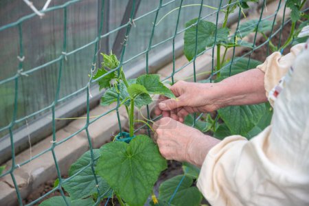 Ältere Gärtnerin bindet die grünen Gurkenranken an ein Netz in einem Polycarbonat-Gewächshaus, Frühjahrsgartenarbeit, Anbau von Bio-Gemüse während einer Nahrungsmittelkrise, hochwertiges Foto