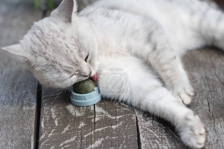 Playful cat has fun with a catnip ball toy, Favorite activity of furry pets, An exciting toy treat for your beloved pet, High quality photo