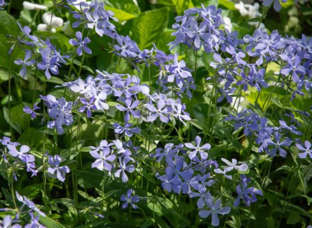 Frühling Verbreitung Phlox phlox divaricata mit vielen blauen Blüten vor einem Hintergrund von grünen Blättern, natürliche florale Hintergrund, Garten Landschaft Design, Hochwertiges Foto