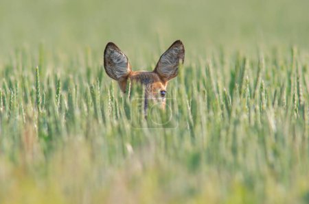 Photo for A beautiful roe deer doe stands in a green wheat field in summer - Royalty Free Image